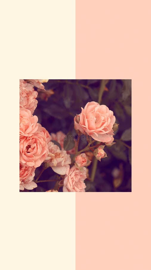 Fashion Aesthetic Wallpaper Phone. Pink Roses Bloom Background. Spring Summer  Vintage Mood Stock Image - Image of pink, roses: 188328867