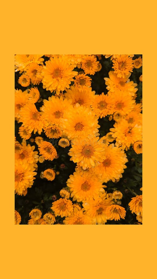 Hãy cập nhật cho chiếc điện thoại của bạn với hình nền Bloom Yellow Flowers Background - nền với những cánh hoa vàng rực rỡ sẽ kéo bạn đến những giây phút thư giãn và hạnh phúc.