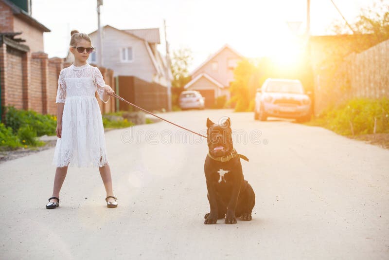 Fashionable girl in a light dress poses and holds a large black dog cane-corso