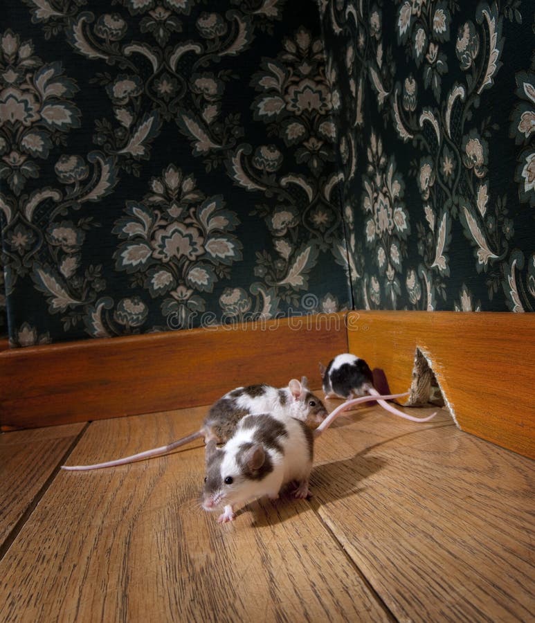 Fasonujący grupowych luksusowych myszy stary ro odprowadzenie