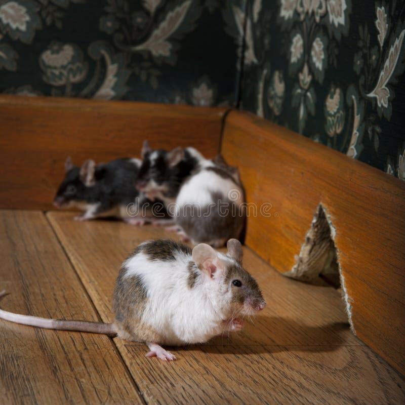 Fasonujący grupowych luksusowych myszy stary ro odprowadzenie