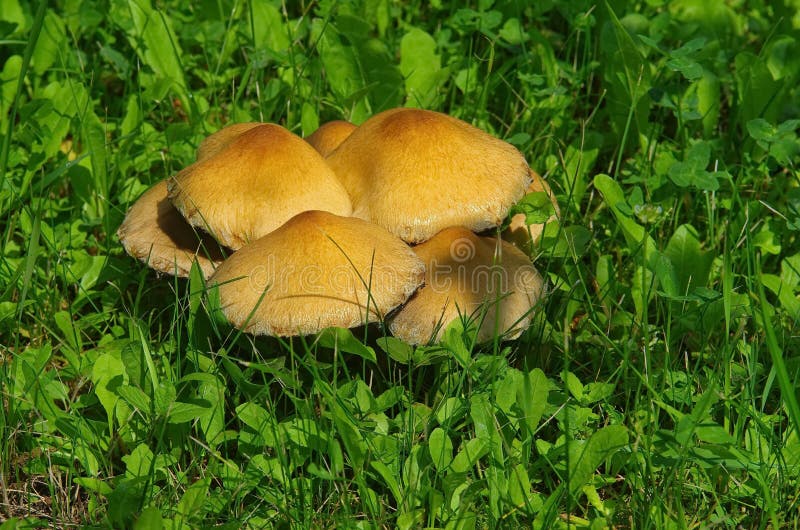 Fastigiata d'Inocybe, champignons toxiques photo libre de droits Fastigiata d'Inocybe, champignons toxiques photo libre de droits