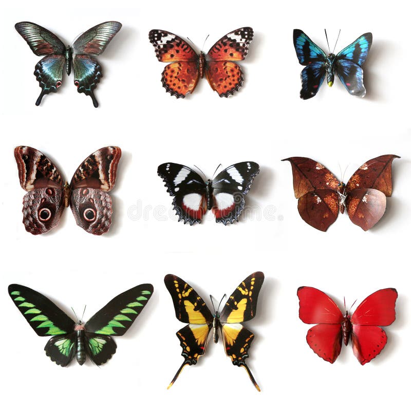 Faszerująca insekta motyla kolekcja