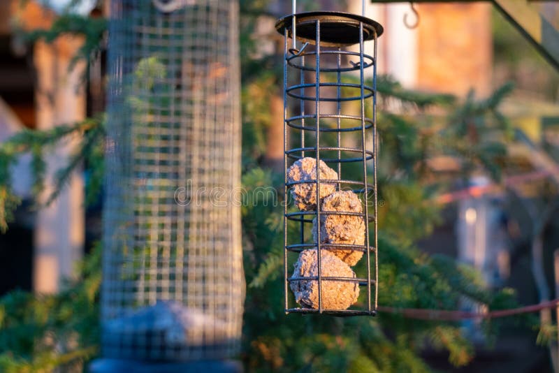 Fat balls in hanging bird feeder in front of pine tree in evening