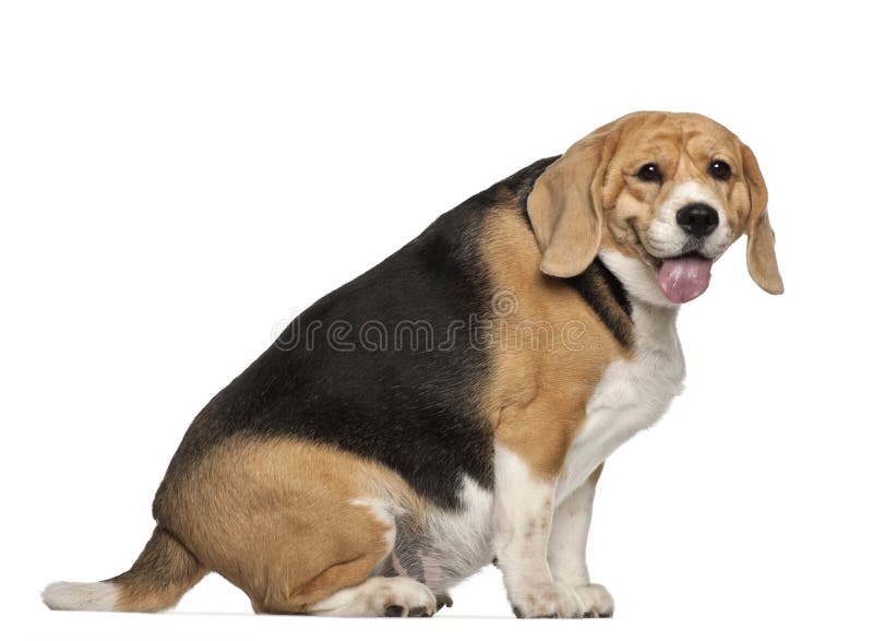 fat beagle pierde in greutate)