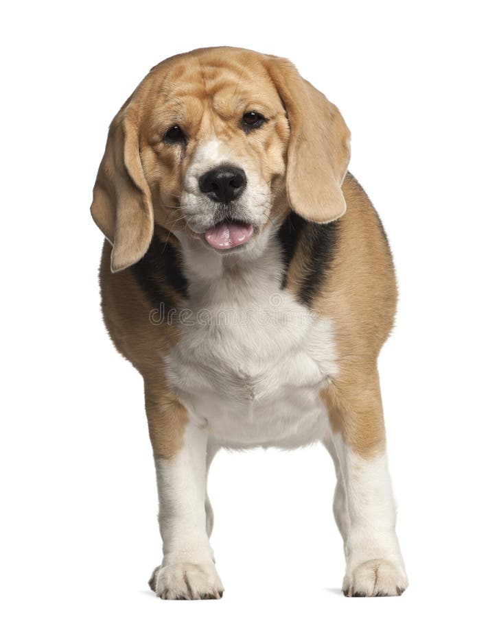 fat beagle pierde in greutate