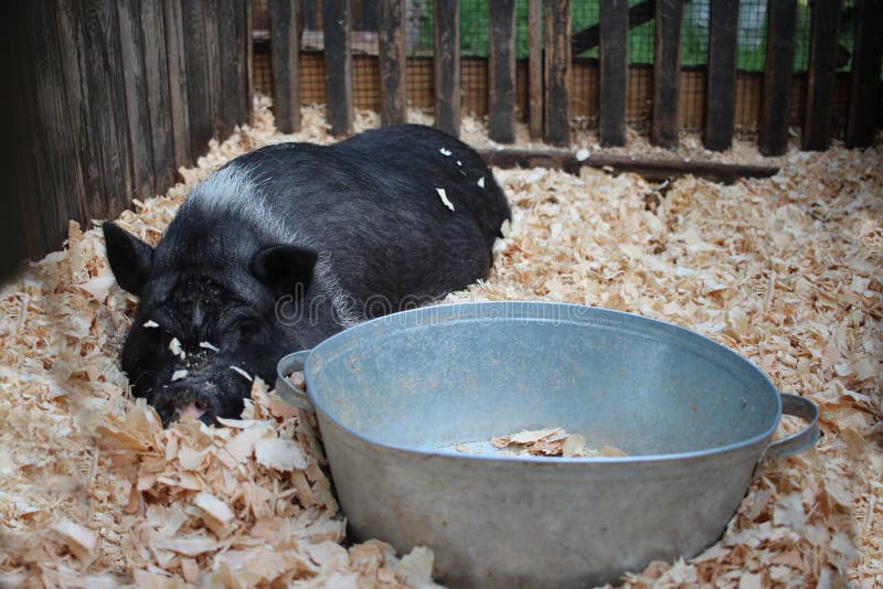 A Fat Black Pig Lies Near a Bowl of Food in a Pen an Animal on a Farm Stock  Image - Image of outdoors, young: 246707471