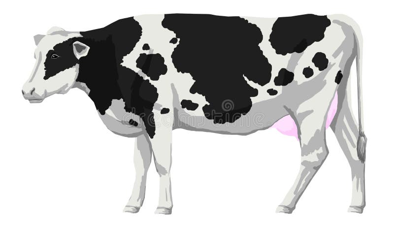 Illustrazioni da grasso bianco e nero macchie una mucca in piedi, illustrazioni, dettagliato un rettangolo che delimita l'area stampabile vettore incluso.