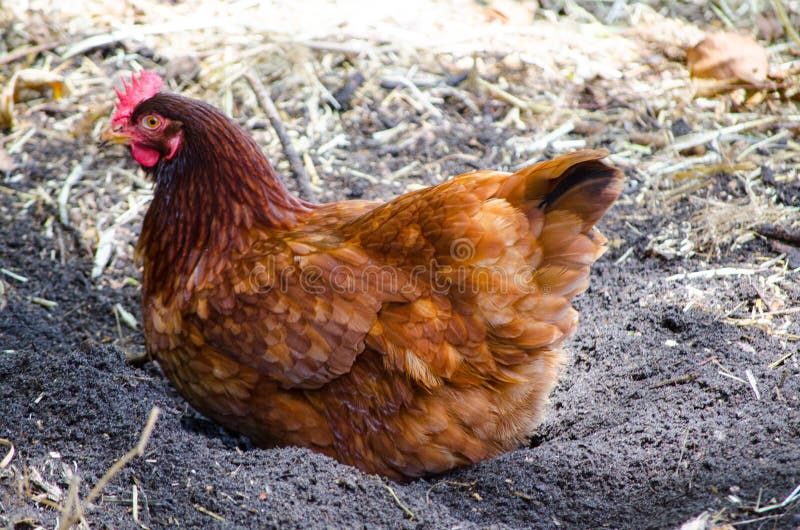 Fat brown Hen on the ground in a farm.