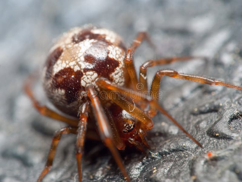 Fat Brown Spider stock image. Image of webs, closeup 14970195