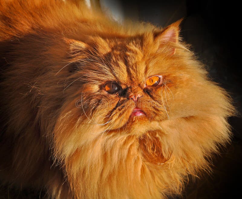 fat fluffy orange cat