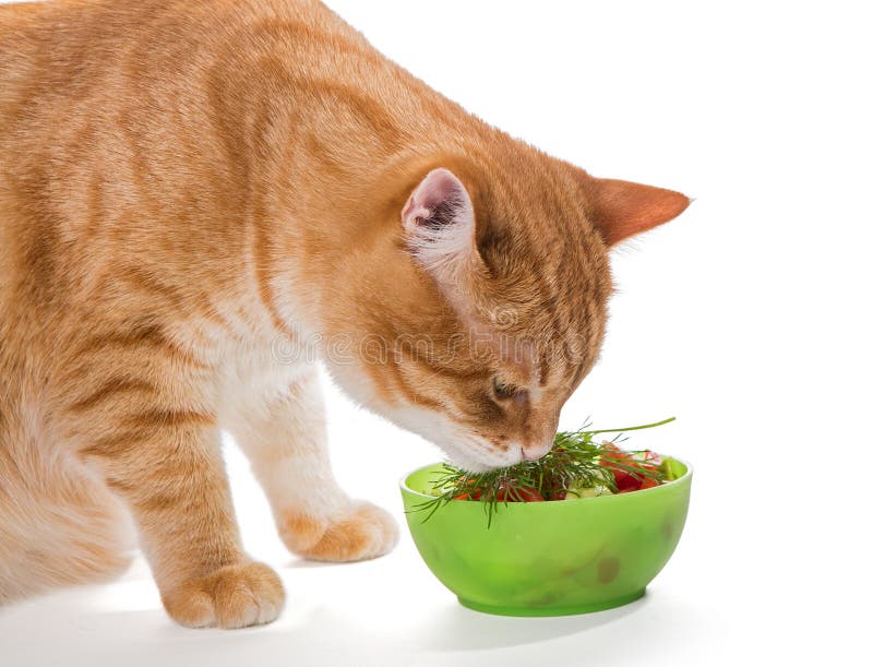 Fat Ginger Cat Eating Salad Stock Photos Free & RoyaltyFree Stock