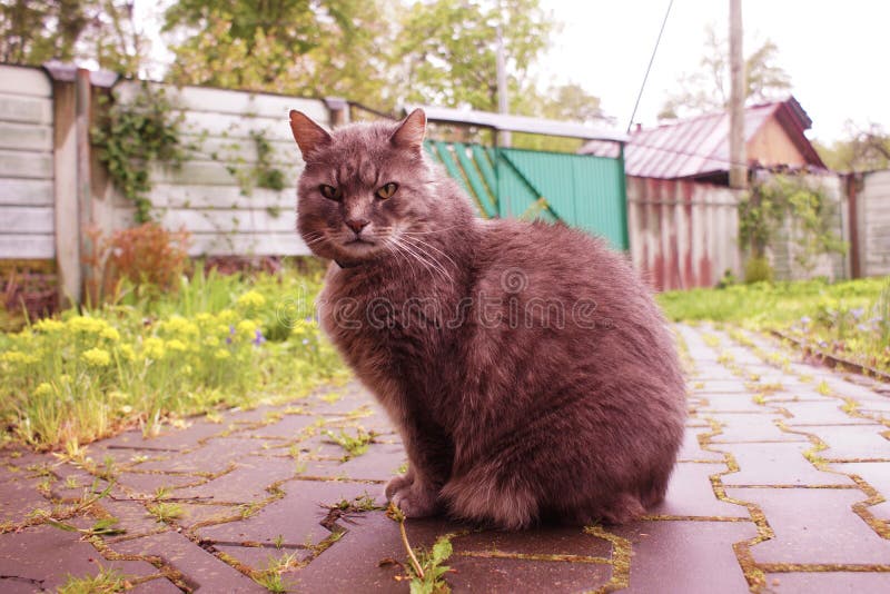 Very fat angry cat cute - Playground