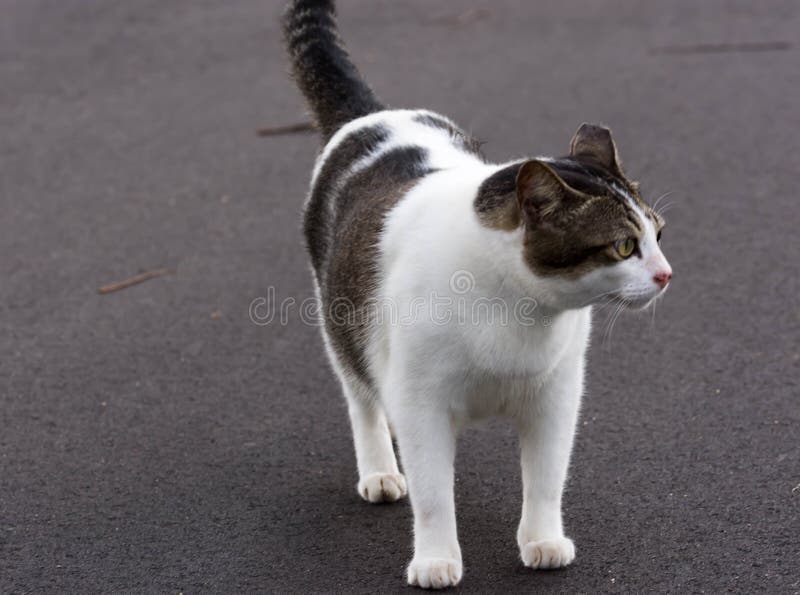  Fat cat walking  stock image Image of outdoor help 