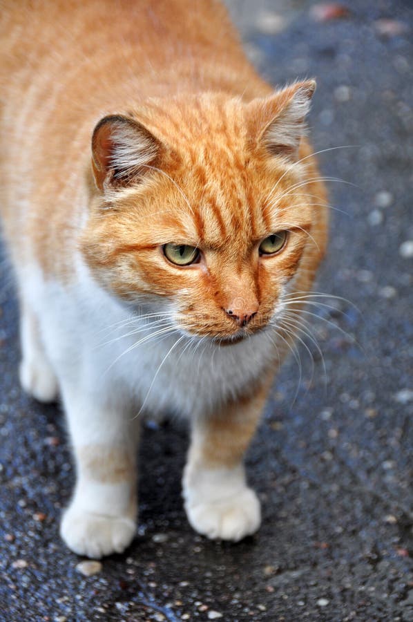  Fat cat walking  stock image Image of outdoor help 