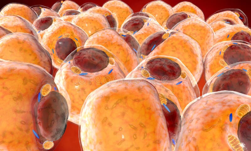 Fat Cells from adipose tissue. adipocytes. inside human organism royalty free illustration