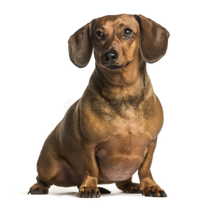 fat dachshund