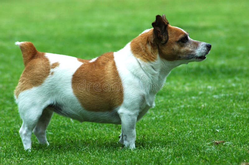 Gordo pequeno marrón a blanco el perro lindo expresión en de pie en jardín a seguimiento próximo en patio trasero afuera.