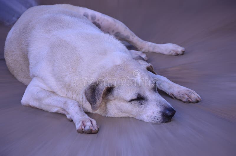 Gordo el perro es un durmiendo difuminar.