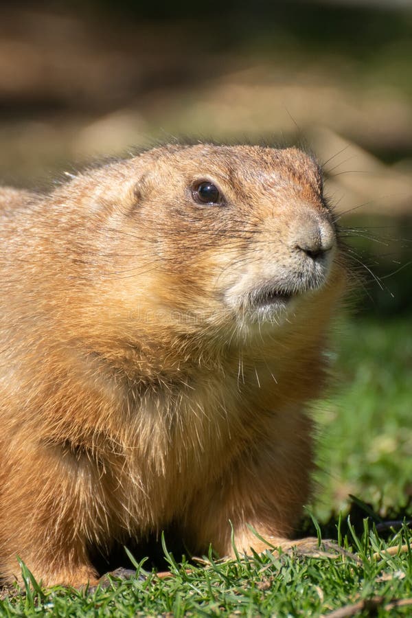 Fat Prairie Dog Eating Food Stock Photo Image of north, prairie 146456470