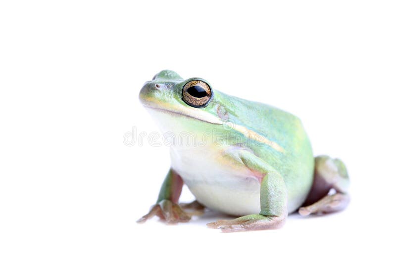 Fat frog isolated