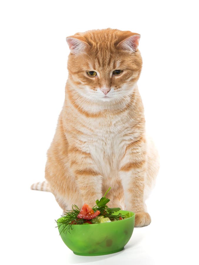Fat Ginger Cat Eating Salad Stock Photos Free & RoyaltyFree Stock Photos from Dreamstime