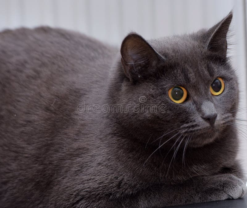 A fat gray cat stock photo. Image of gray, mammal, adorable 120359402