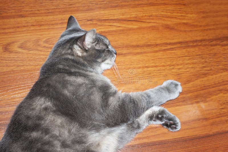 Fat Gray Tabby Cat Lies on the Floor Stock Image Image of face