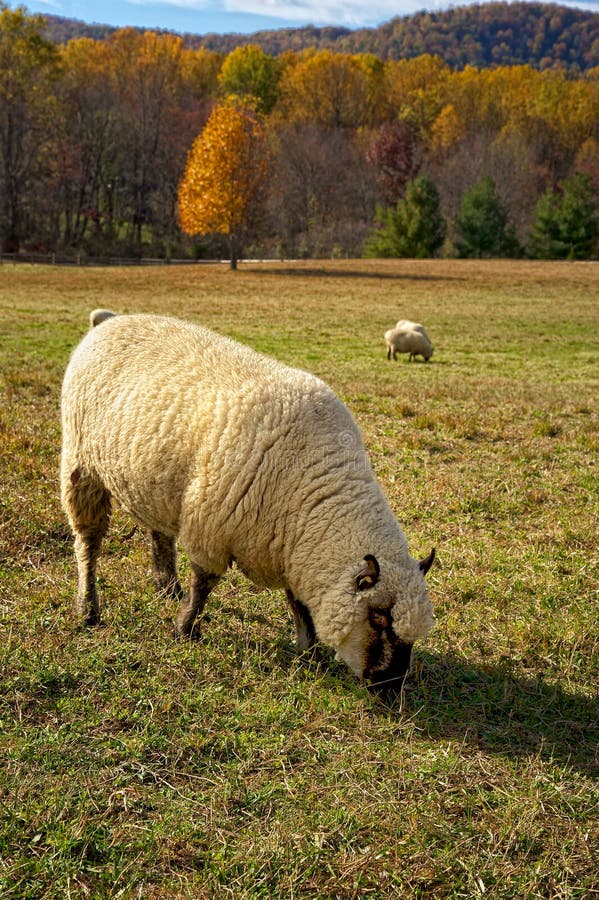 Fat Lamb Feeding Stock Photos Free & RoyaltyFree Stock Photos from