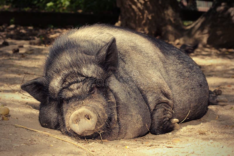 Fat lazy pig stock photo. Image of agriculture, animal 74817506