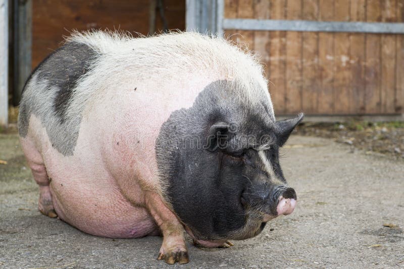 Fat pink and black pot-bellied pig. 