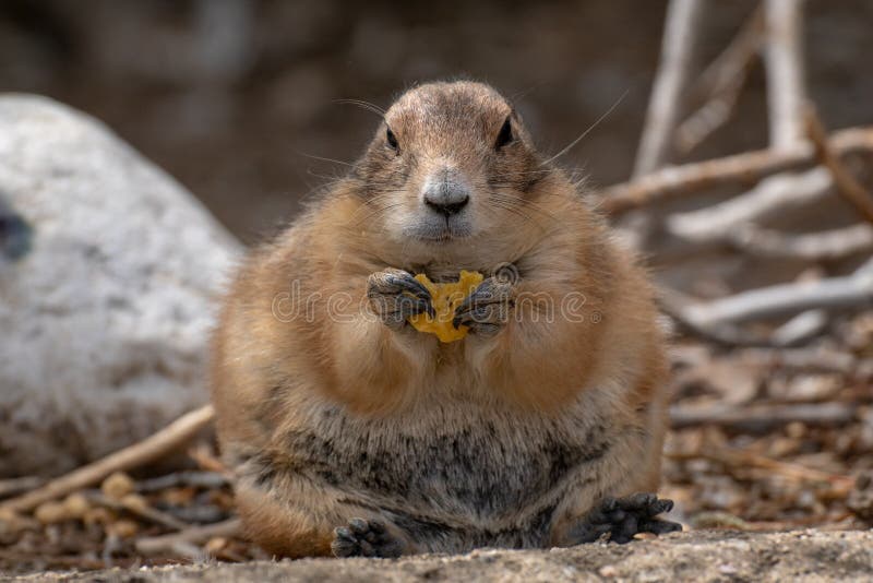 what can prairie dogs eat