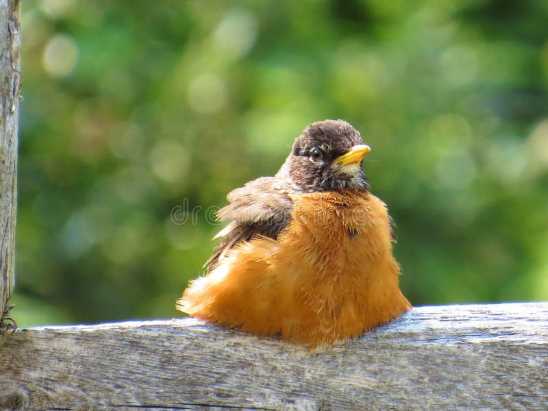 Fat Robin stock image Fat Robin stock image
