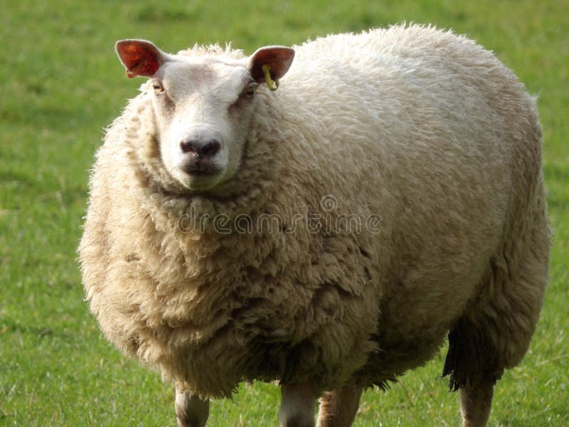 Mouton fur chubby