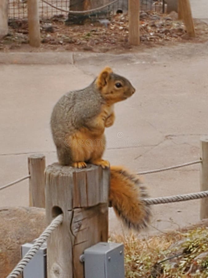 fat squirrels with jokes