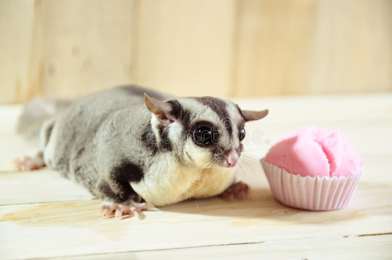 Fat Sugar Glider Eating Cotton Wool Cake Stock Image Image Of Mammal