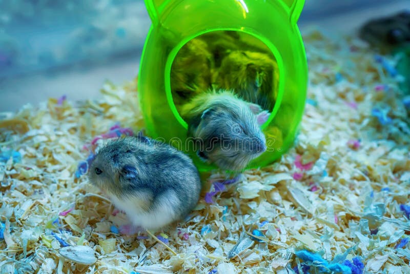 Accra in hamster com Where To