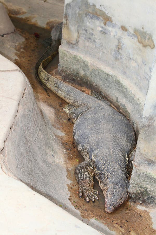 Fat water monitor lizard sleeping in the zoo