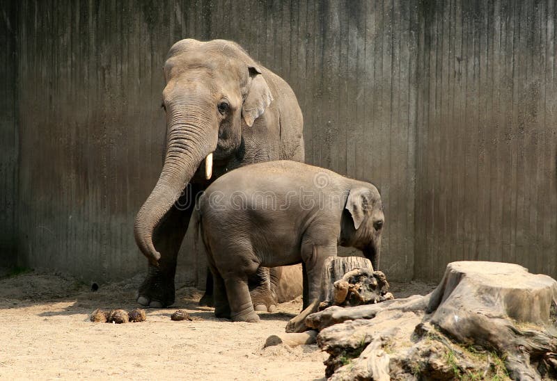 Father and child elephant