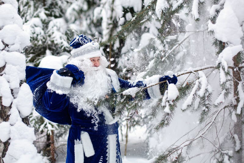 Father Frost with a bag of gifts in a snowy forest. Winter, December. Russian Christmas character Ded Moroz. Father Frost shakes