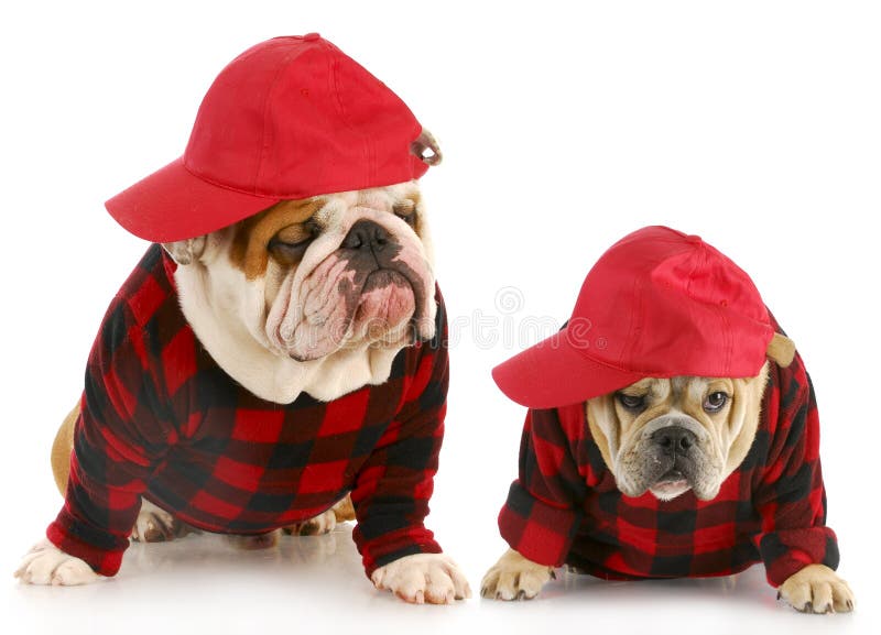 Padre e figlio sono due bulldog inglesi, vestito in corrispondenza plaid cappotti e cappelli.