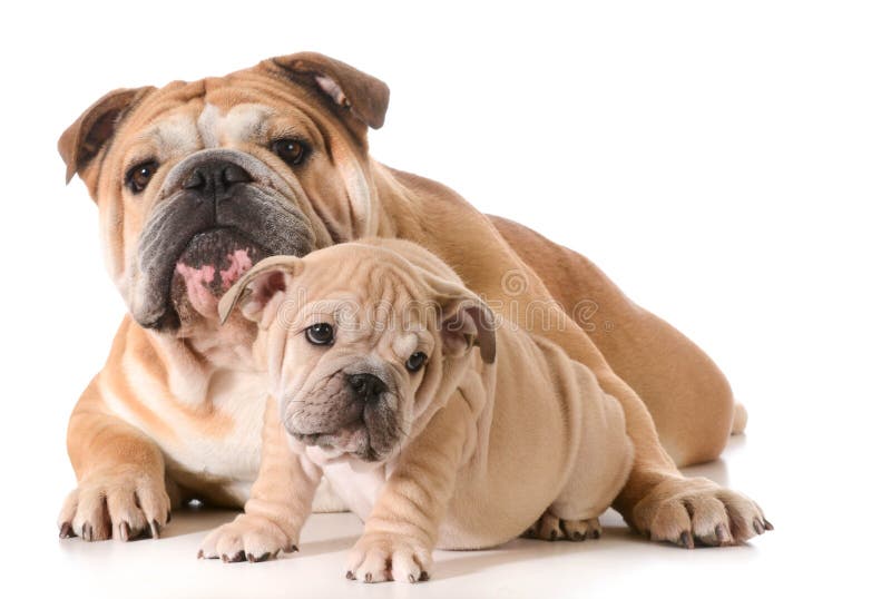 Father and son dogs stock image. Image of cowboy, animal - 17574961