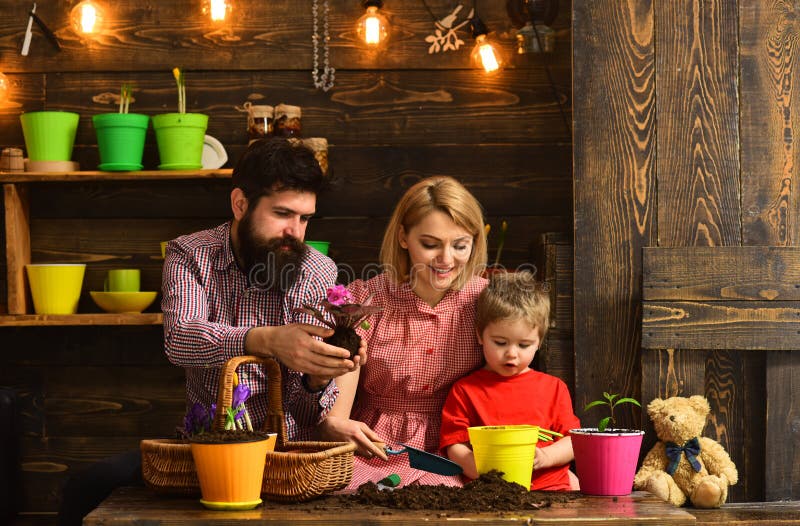Father and son with mother. Family day. Greenhouse. happy gardeners with spring flowers. Flower care watering. Soil royalty free stock photo Father and son with mother. Family day. Greenhouse. happy gardeners with spring flowers. Flower care watering. Soil royalty free stock photo