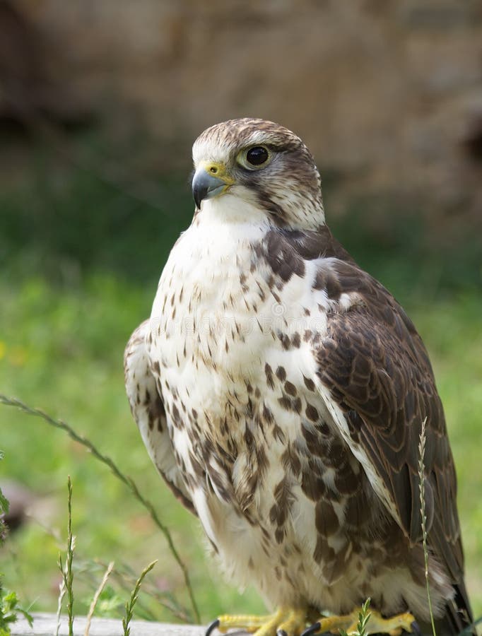 Portrait of Saker Falcon outdoors with green grass in background. Portrait of Saker Falcon outdoors with green grass in background.