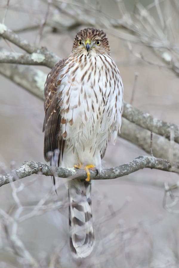 Juvenile Coopers Hawk (Accipiter cooperii) in a tree in winter. Juvenile Coopers Hawk (Accipiter cooperii) in a tree in winter