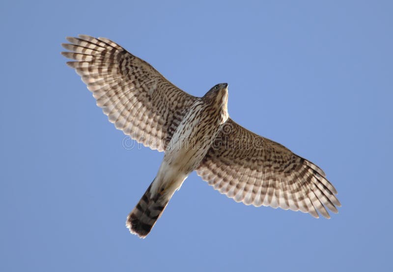Juvenile Female Coopers Hawk (Accipiter cooperii) flying against a blue sky. Juvenile Female Coopers Hawk (Accipiter cooperii) flying against a blue sky