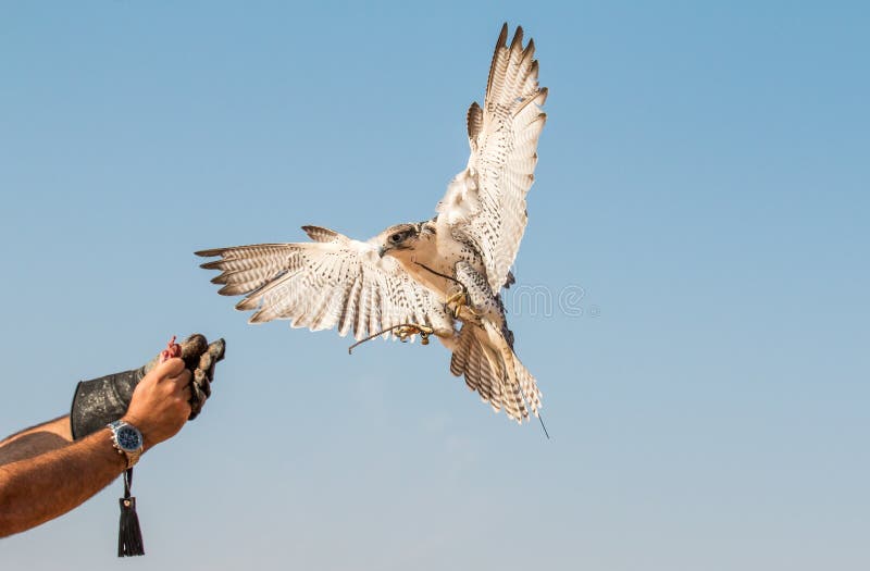 Faucon masculin de saker pendant une exposition de vol de fauconnerie à Dubaï, EAU