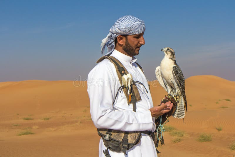 Faucon masculin de saker pendant une exposition de vol de fauconnerie à Dubaï, EAU