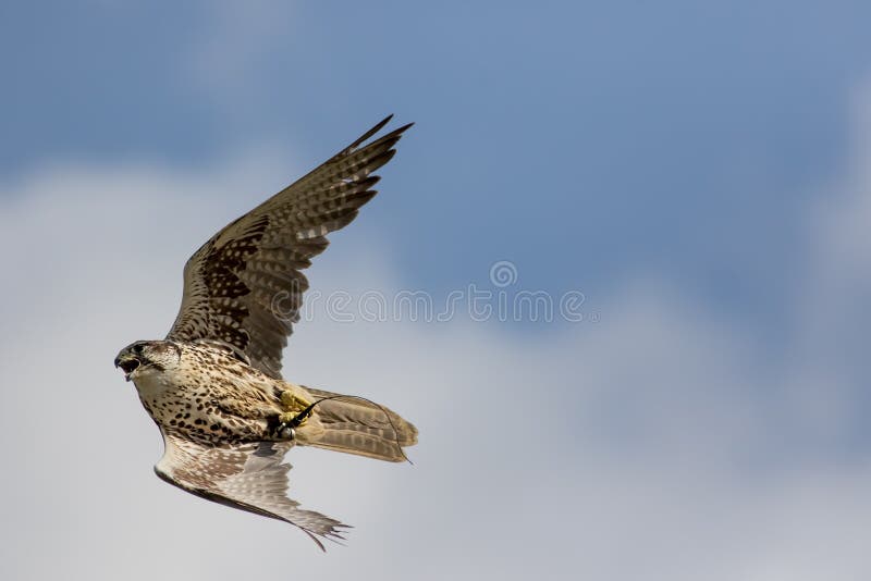 fauconnerie Oiseau de faucon de Saker du vol de proie à la vitesse