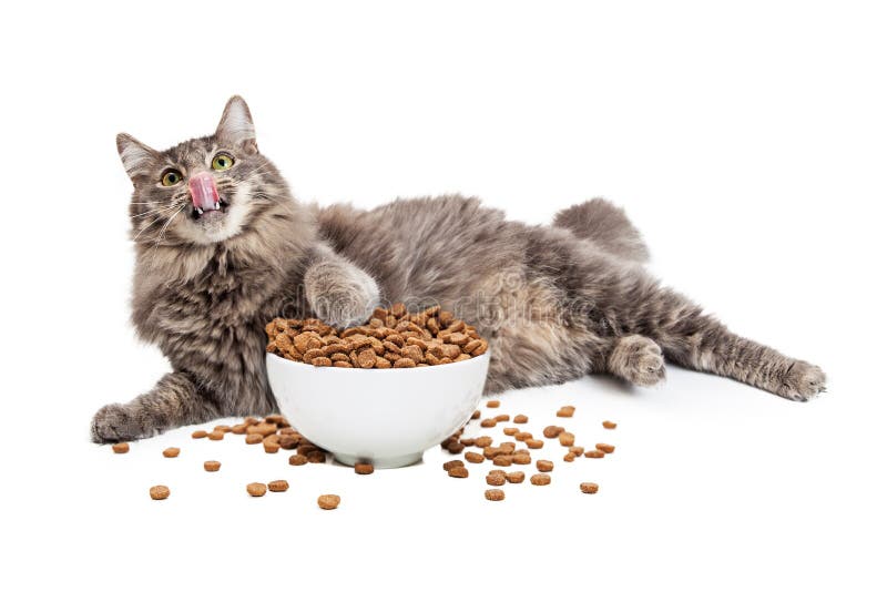 Faule Cat Eating Big Bowl Des Lebensmittels Stockbild Bild von lippen, hoch 64645887